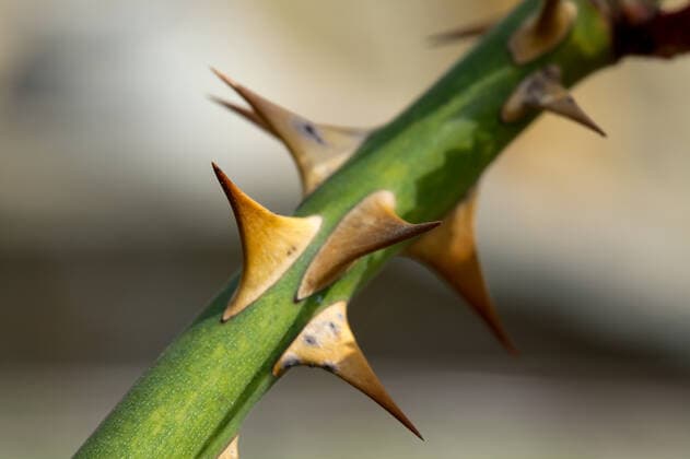 Creative Highlights World Sharp rose thorns close up , 10178626.jpg, thorn, branch, sharp, spiky, spike, rough, dry, dead, protect, hurt, dangerous, green, rose, plant, summer, pointy, pointed, macro, closeup, close-up, close, up, nature, natural, defend, defense, environment,