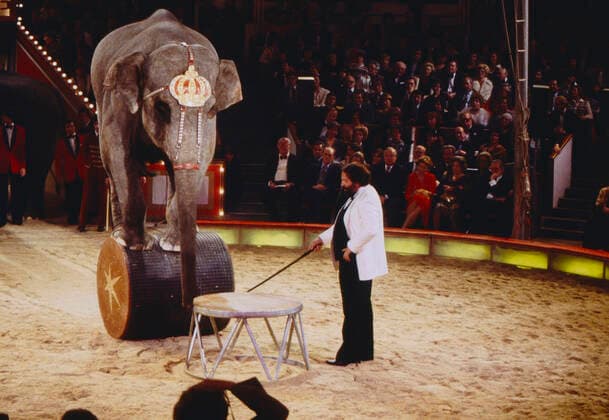 STARS IN DER MANEGE Stars in der Manege, AZ Gala, ZDF-Aufzeichnung aus dem Circus Krone in München, Deutschland, 1978, im Bild: Bud Spencer, italienischer Filmschauspieler, in der Manege mit Zirkuselefant. Stars in der Manege, Gala, TV recording from Circus Krone in Munich, Germany, 1978, pictured: Italian film star Bud Spencer in the ring with Circus elephant., München Deutschland Copyright: kpa UnitedArchives55041136 EDITORIAL USE ONLY