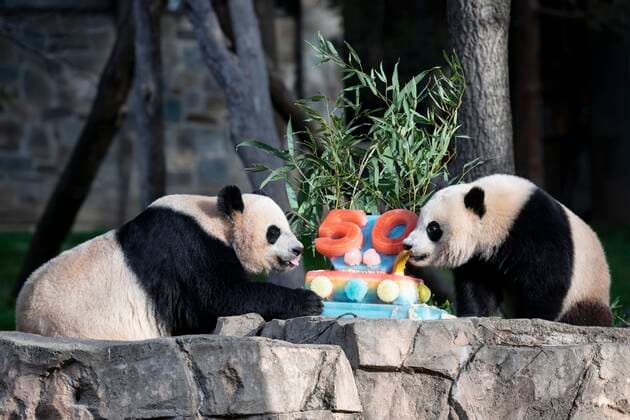 Bilder des Jahres 2022, Entertainment 04 April Entertainment Themen der Woche KW15 Entertainment Bilder des Tages (220417) -- WASHINGTON, D.C., April 17, 2022 -- Giant panda cub Xiao Qi Ji (R) and its mother Mei Xiang enjoy an ice cake at Smithsonian s National Zoo in Washington, D.C., the United States, April 16, 2022. Various events were held to mark the 50th anniversary of the giant panda program of the Smithsonian s National Zoo and Conservation Biology Institute on Saturday. In 1972, then-Chinese Premier Zhou Enlai gifted two giant pandas to the United States as a gesture of goodwill following then-U.S. President Richard Nixon s groundbreaking visit. Then-Zoo Director Theodore Reed personally escorted the bears from China, and they arrived in Washington, D.C., on April 16, 1972. ) U.S.-WASHINGTON D.C.-ZOO-GIANT PANDA-50TH ANNIVERSARY-CELEBR 