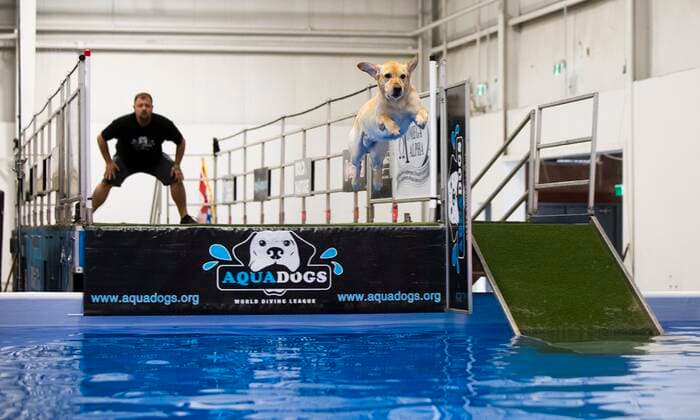 (220416) -- MISSISSAUGA, April 16, 2022 -- A pet dog jumps into a pool during the Dog Dock Diving Competition at the 2022 Spring Canadian Pet Expo in Mississauga, the Greater Toronto Area, Canada, on April 16, 2022. As one of the most popular canine sports, this competition is held here from April 15 to 17 with the participation of dozens of pet dogs and their owners. (Photo by Xinhua) CANADA-MISSISSAUGA-DOG DOCK DIVING ZouxZheng 