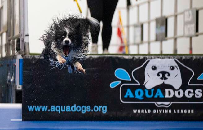 News Bilder des Tages (220416) -- MISSISSAUGA, April 16, 2022 -- A pet dog jumps into a pool during the Dog Dock Diving Competition at the 2022 Spring Canadian Pet Expo in Mississauga, the Greater Toronto Area, Canada, on April 16, 2022. As one of the most popular canine sports, this competition is held here from April 15 to 17 with the participation of dozens of pet dogs and their owners. (Photo by Xinhua) CANADA-MISSISSAUGA-DOG DOCK DIVING ZouxZheng 