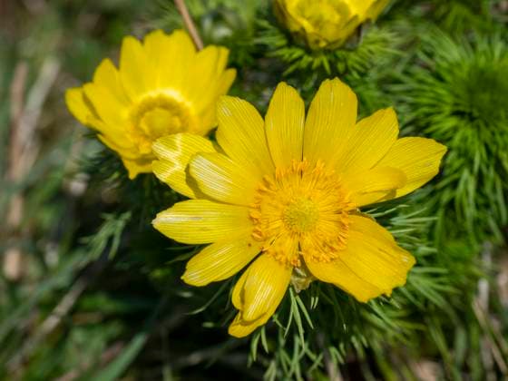 Adonisröschen (Adonis) auf dem Heeseberg, Geopark Harz Heeseberg Niedersachsen Deutschland *** Adonis floret Adonis on the Heeseberg, Geopark Harz Heeseberg Lower Saxony Germany