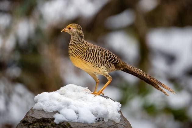 Chongqing mountain Wang Ping ecological protection zone, chrysolophus pictus (female) China, 02 01 2022, Copyright: xViewxStockx, 236-0011291.jpg, Chrysolophus pictus, golden pheasant, pheasant, chicken, outdoor, grass, animals, and China, the features, the countryside, feathers, two animals, unmanned, east Asia, photography, color images, the day, horizontal composition, felt, Asia, animals, theme, choose the focus, the urban landscape, male, the future focus, side view, remote, wild, wild animals, trees, snow, snow, snow, winter, animals, and China, direction, and green, wing, close-up, plants, and face to face, symmetry, Asia, the beauty of nature, photography, environment, subject, field, stationary, pictures, visual effects, beak, colo Copyright: xViewxStockx