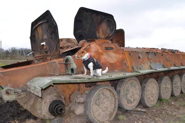 VIDEO AVAILABLE: CONTACT INFO@COVERMG.COM These images and video show a Ukrainian pyrotechnic squad at work in Shestovytsia in the Chernihiv region on Tuesday (19April2022), greeting children and another dog alongside their beloved mascot Patron (aka ?Bullet? in translation). Among the tanks and armoured vehicles, a huge number of shells, mortar mines, grenades, ammunition State Emergency Service of Ukraine sappers are clearing the territory of dangerous materials. The Jack Russell terrier has become something of an internet hit for his exploits - which have involved helping Ukrainian soldiers sniff out and locate mines and explosives. To make people aware of mine safety issues, rescuers are interviewing locals and handing out warni Copyright: xx 51429179 EDITORIAL USE ONLY. NOT FOR USE BY NEWSPAPERS BASED IN THE UK.