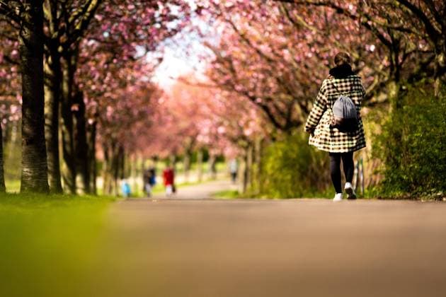 IMAGO Creative, Ostern, Bräuche, Osterspaziergang Eine Spaziergaengerin laeuft durch eine Allee von Kirschbaeumen in Berlin, 19.04.2022. Berlin Deutschland *** A walker runs through an avenue of cherry trees in Berlin, 19 04 2022 Berlin Germany Copyright: xLeonxKuegeler photothek.dex