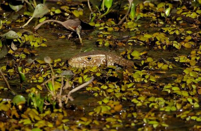 Creative Highlights World Paraguay-Kaiman-Echse, Paraguakaimanechse, Kaiman-Echse (Dracaena paraguayensis), schwimmt im Feuchtgebiet, Portraet, Brasilien, Pantanal Paraguayan caiman lizard (Dracaena paraguayensis), swimming in wetland, portrait, Brazil, Pantanal BLWS665208 *** Paraguay caiman lizard, Paraguakaimanechse, caiman lizard Dracaena paraguayensis , swimming in wetland, portraet, Brazil, Pantanal Paraguayan caiman lizard Dracaena paraguayensis , swimming in wetland, portrait, Brazil, Pantanal BLWS665208 Copyright: xblickwinkel McPHOTO I.xSchulzx