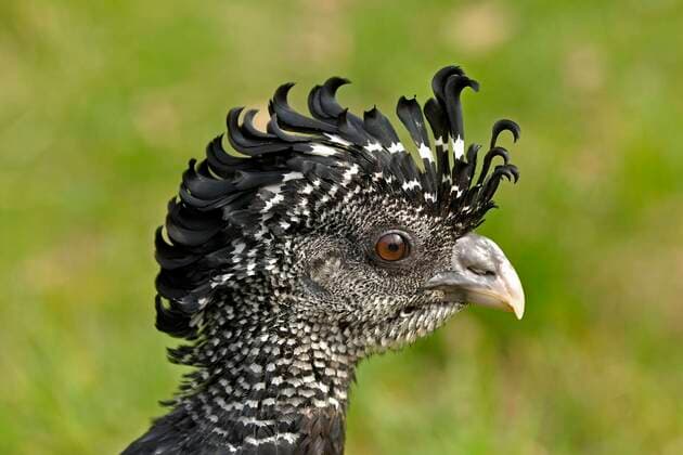 Creative Highlights World Tuberkelhokko, Tuberkel-Hokko (Crax rubra), Weibchen, Portraet great curassow (Crax rubra), female, portrait BLWS665120 *** Tubercle hokko, Tubercle hokko Crax rubra , female, Portraet great curassow Crax rubra , female, portrait BLWS665120 Copyright: xblickwinkel McPHOTO I.xSchulzx