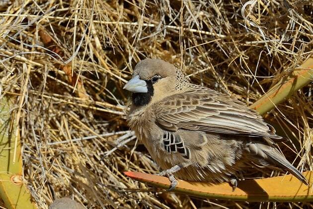 Creative Highlights World Siedelweber, Siedel-Weber (Philetairus socius), sitzt auf einer Agave, Namibia, Keetmanshoop sociable weaver (Philetairus socius), perched on an agava, Namibia, Keetmanshoop BLWS665273 *** Siedel weaver, Siedel Weber Philetairus socius , perched on an agava, Namibia, Keetmanshoop sociable weaver Philetairus socius , perched on an agava, Namibia, Keetmanshoop BLWS665273 Copyright: xblickwinkel IngoxSchulzx