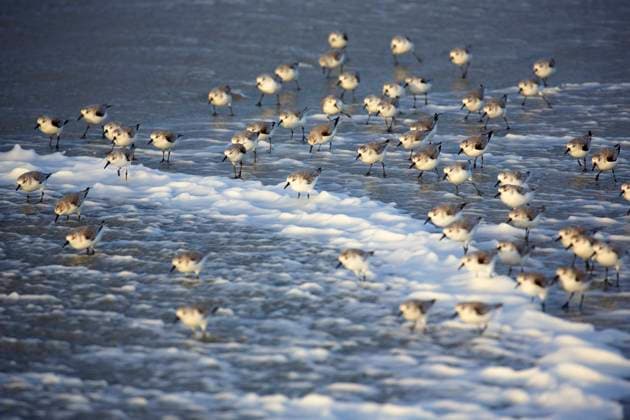 Creative Highlights World Sanderling (Calidris alba), Sanderlinge bei stuermischer See, Belgien, Westflandern, Nordsee sanderling (Calidris alba), Sanderlings in storm, Belgium, West Flanders, North Sea BLWS665852 *** Sanderling Calidris alba , Sanderlings in storm, Belgium, West Flanders, North Sea sanderling Calidris alba , Sanderlings in storm, Belgium, West Flanders, North Sea BLWS665852 Copyright: xblickwinkel W.xPattynx