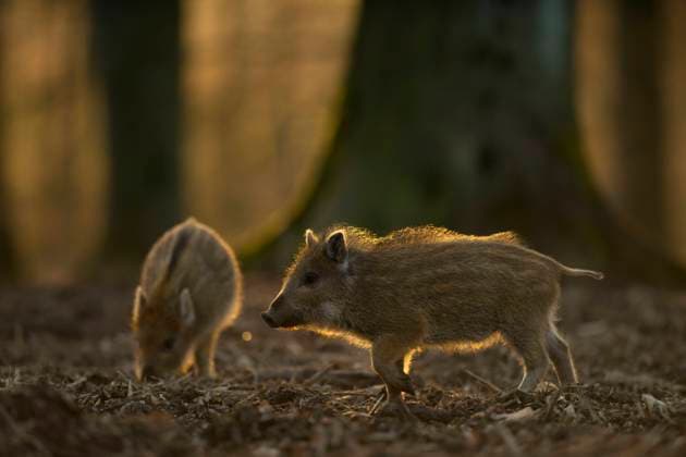 Wildschwein (Sus scrofa) Frischlinge auf Nahrungssuche im Wald, Nordrhein-Westfalen, Deutschland *** Wild boar Sus scrofa freshlings foraging in the forest, North Rhine-Westphalia, Germany Copyright: xRalfxKistowskix BIA159453