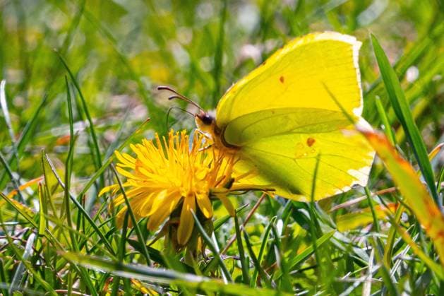 Ein Zitronenfalter, Gonepteryx rhamni, sitzt auf einer Loewenzahnbluete, Taraxacum, in der Naehe des Fleesensees am 15.04.2019 bei Goehren-Lebbin. Zitronenfalter sind die langlebigsten Schmetterlinge, die in Europa vorkommen. Bis zu zwoelf oder 13 Monate koennen die Tiere alt werden. Der Zitronenfalter ist ein Schmetterling aus der Familie der Weisslinge. Das Artepitheton leitet sich von Kreuzdorn ab, einer Pflanzengattung, deren Blaetter den Raupen als Nahrung dienen. search: Deutschland MeckPom Mecklenburg Mecklenburg-Vorpommern Feature Featurebild Tourismus Urlaub Ferien Freizeit Urlaubsgebiet erholen Erholung relaxen Ausflug Wochenendausflug Kurztripp Reisen Nordostdeutschland Aussenaufnahme Bestaeubung Biologie Bluete Europa Tiere