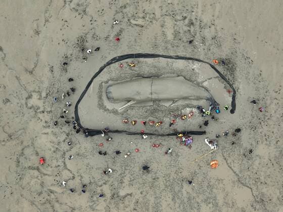 (220420) -- HANGZHOU, April 20, 2022 () -- Aerial photo shows rescuers helping a stranded whale in Xiangshan County of Ningbo, east China s Zhejiang Province, April 19, 2022. Rescuers on Wednesday morning helped a whale get back into the sea in Xiangshan County of Ningbo, east China s Zhejiang Province. The whale ran aground on the beach in Xiangshan on Tuesday. () CHINA-ZHEJIANG-STRANDED WHALE-RESCUE (CN) Xinhua 