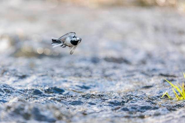 Tierwelt 2022-04-15, GER, Bayern: Heimische Vögel - Bachstelze am Fluss *** Wildlife 2022 04 15, GER, Bavaria native birds wagtail on river