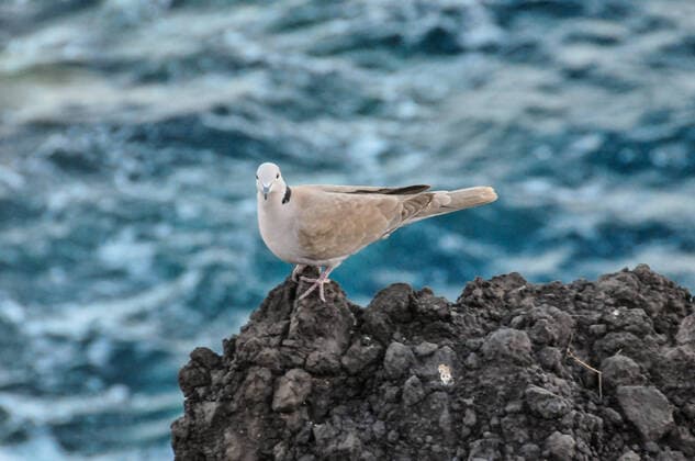 Creative Highlights World Pigeon on the Volcanic Rocks nea Atlantic Ocean , 12684456.jpg, bird, water, animal, feather, nature, pigeons, outdoors, beauty, blue, city, closeup, dove, grey, nobody, portrait, splash, rock, wild, wildlife, enjoy, enjoying,