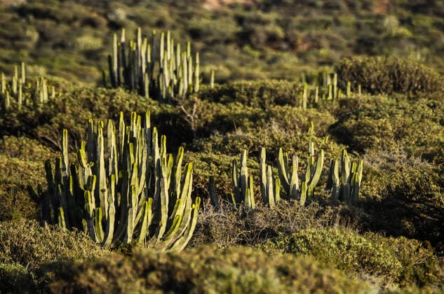 Creative Highlights World Cactus in the Desert at Sunset Tenerife South Canary Islands Spain , 12699566.jpg, desert, cactus, tenerife, cacti, rock, sky, southwest, clouds, green, travel, natural, dry, western, southwestern, nature, sonoran, outdoor, landscape, america, cholla, plant, arid, nobody, hot, blue, horizontal, vegetation, summer, sunlight, pear, sun, american, usa, erosion, vista, mountain, prickly,