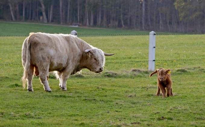 21.04.2022, Bad Wörishofen im Allgäu, Schottische Hochland-Rinder auf einer Weide in Mutterkuh-Haltung. 21.04.2022, Rinder 21.04.2022, Rinder *** 21 04 2022, Bad Wörishofen im Allgäu, Scottish Highland cattle on a pasture in suckler cow husbandry 21 04 2022, cattle 21 04 2022, cattle