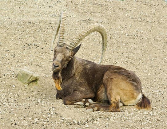 Creative Highlights World Sibirian ibex resting on rocky mountain , 10532802.jpg, animal, antler, goat, horn, ibex, lying, mammal, mountain, nature, nobody, nubian, portrait, resting, rock, sand, sibirian, vertical, wild, wildlife, zoo,