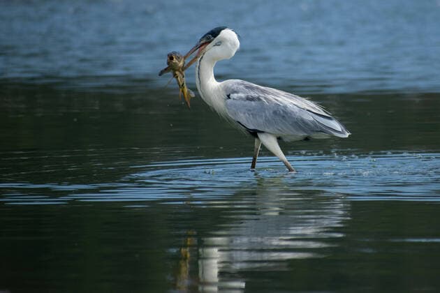 Creative Highlights World April 21, 2022, Lago Penuelas, Valparaiso, Chile: A heron hunts a carp fish in Lake Penuelas, Chile. Lago Penuelas Chile - ZUMAb332 20220421_zip_b332_006 Copyright: xMatiasxBasualdox