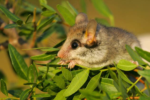 Gartenschläfer (Eliomys quercinus) klettert durch Büsche, Andalusien, Spanien *** Garden dormouse Eliomys quercinus climbing through bushes, Andalusia, Spain Copyright: xMartinxGrimmx BIA164897