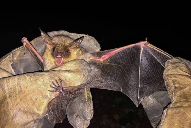 Großes Mausohr (Myotis myotis) wird während biologischer Feldforschung mit Handschuhen gehalten, Baden-Württemberg, Deutschland *** Greater mouse-eared bat Myotis myotis held with gloves during biological field research, Baden Württemberg, Germany Copyright: xMartinxGrimmx BIA164238