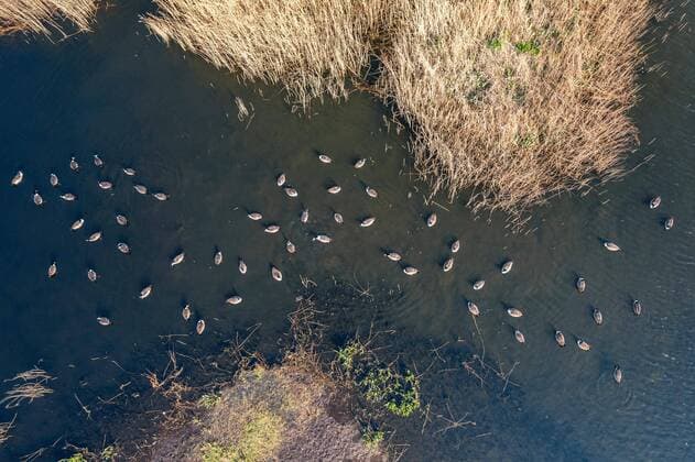 Creative Highlights World Top Down over Marshland and Canada Geese, Canada Goose (Branta Canadensis) in habitat, England, United Kingdom *** Top Down over Marshland and Canada Geese, Canada Goose Branta Canadensis in habitat, England, United Kingdom Copyright: imageBROKER/MaciejxOlszewski ibxmao08262648.jpg