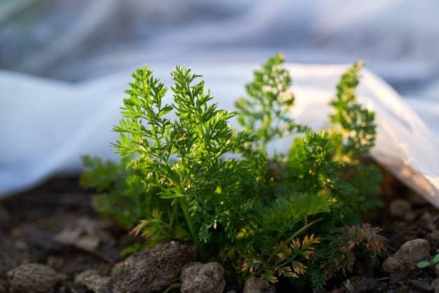 IMAGO Creative: Garten, Anbau im Hochbeet Burgenland, Austria - April 15, 2022: Petersilie im Hochbeet mit Flies. Burgenland Austria *** Burgenland, Austria April 15, 2022 Parsley in raised bed with fleece Burgenland Austria 