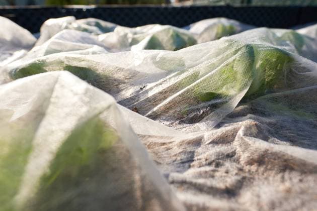 IMAGO Creative: Garten, Anbau im Hochbeet Austria - April 20, 2022: Mit Flies zugedeckter Salat im Hochbeet. Burgenland Austria *** Austria April 20, 2022 Lettuce covered with fleece in raised bed Burgenland Austria 