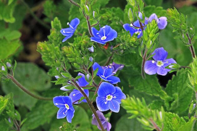 Wildblumen zur Blütezeit Der Gamander-Ehrenpreis zur Blütezeit im Mai *** Wildflowers in bloom The Gamander Speedwell in bloom in May