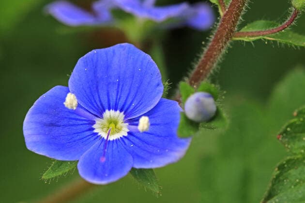 Wildblumen zur Blütezeit Der Gamander-Ehrenpreis zur Blütezeit im Mai *** Wildflowers in bloom The Gamander Speedwell in bloom in May