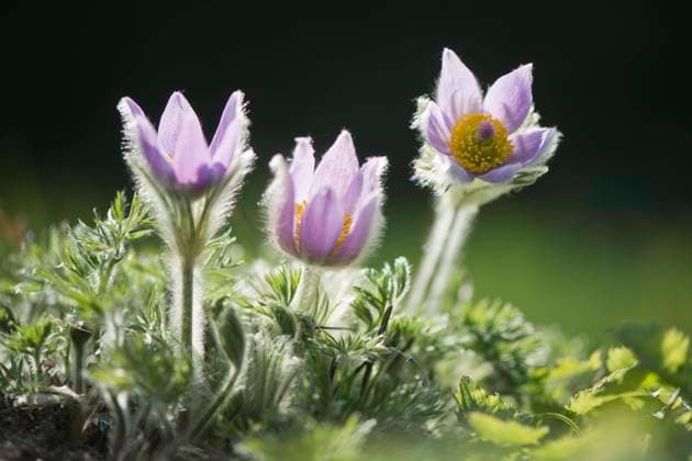  Küchenschelle (Pulsatilla vulgaris), Emsland, Niedersachsen, Deutschland, Europa *** Pasque flower Pulsatilla vulgaris , Emsland, Lower Saxony, Germany, Europe Copyright: imageBROKER/ErhardxNerger ibxenh08270499.jpg