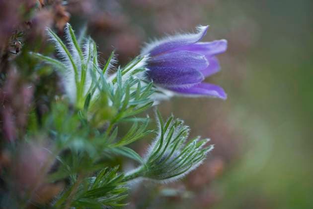  Küchenschelle (Pulsatilla vulgaris), Emsland, Niedersachsen, Deutschland, Europa *** Pasque flower Pulsatilla vulgaris , Emsland, Lower Saxony, Germany, Europe Copyright: imageBROKER/ErhardxNerger ibxenh08270500.jpg