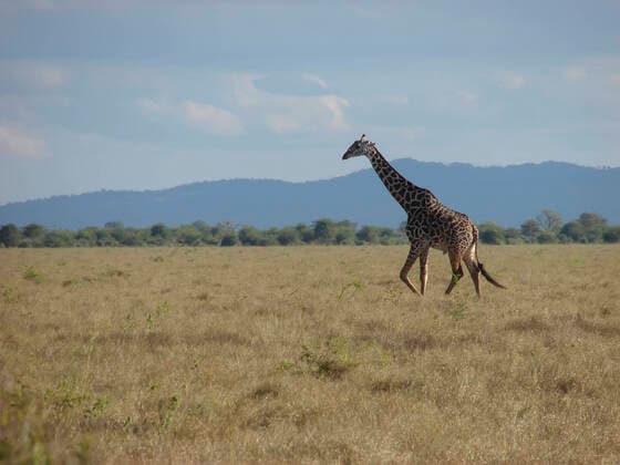 IMAGO Nature: Unsere Erde, Naturschutz, Naturschutzgebiete in Afrika Tsavo National Park, Kenya , 321852.jpg, legs, long, high, look, bush, lick, walk, head, view, park, lean, neck, tree, big, sun, wild, mara, stand, spots, south, sunny, kenya, grass, large, masai, mammal, travel, africa, nature, exotic, animal, safari, outdoor, natural, reserve, elegant, giraffe, african, savanna, tourism, pattern, national, tropical, mountain, savannah, vacation, wildlife, graceful, grassland, camelopardalis,