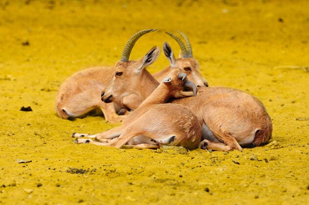 Creative Highlights World Three Thomson Gazelle, Eudorcas Thomsoni, Resting In The Wilds. , 465504.jpg, africa, agile, animals, antelope, calm, capricorn, cattle, goat, graceful, eudorcas, fauna, gazelle, herbivore, hoof, horn, nature, mammal, nature, pasture, ram, safari, sand, savanna, swift, thomson, thomsoni, wild, wildlife,