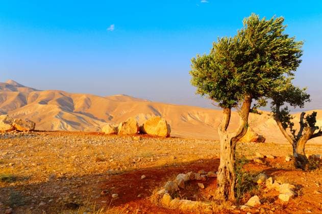 Landscape Of Judea Mountains Near Dead Sea, Sunset , 465710.jpg, area, arid, barren, beautiful, boulder, cloud, canyon, dead, desert, dry, erosion, ecology, ground, heaven, israel, journey, judea, landscape, land, mountain, nature, olive, rock, rocky, sand, scenic, sky, stone, sunset, summer, sunlight, terrain, tourism, travel, tree, wild,