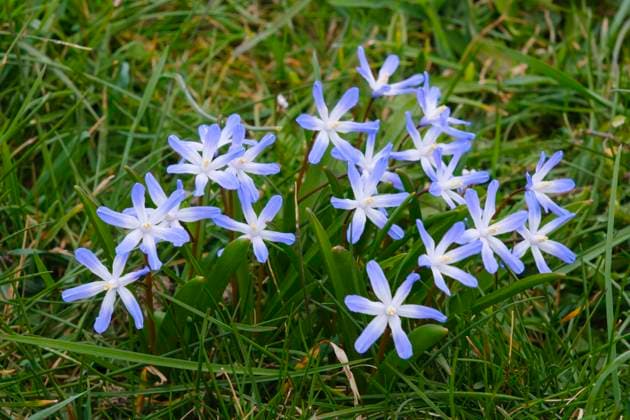  Gewöhnliche Sternhyazinthe (Chionodoxa luciliae), Ostfriesland, Nordsee, Niedersachsen, Deutschland, Europa *** Common star hyacinth Chionodoxa luciliae , East Frisia, North Sea, Lower Saxony, Germany, Europe Copyright: imageBROKER/WilfriedxWirth ibxdwh08270896.jpg