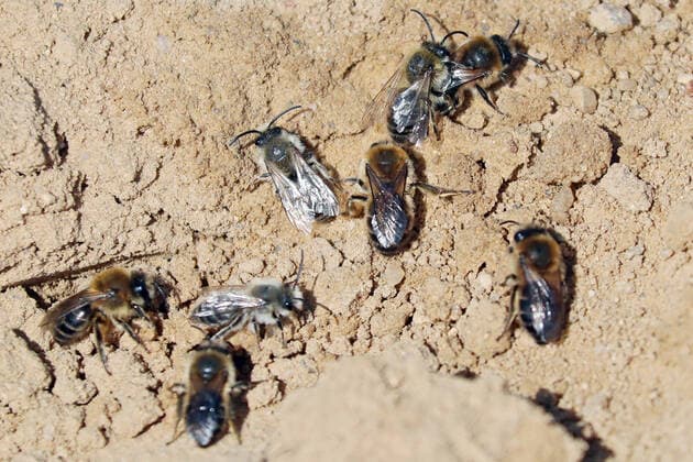 Creative Highlights World 23.04.2022, Magdeburg, Sachsen-Anhalt, GER - Sandbienen. (Aufsicht, aussen, Aussenaufnahme, begatten, Begattung, Bienen, Bienenkunde, Biologie, deutsch, Deutschland, Draufsicht, Europa, europaeisch, Fauna, Fluginsekten, Fortpflanzung, Fruehjahr, Fruehling, Gliederfuesser, Hautfluegler, Insekten, Jahreszeit, Maennchen, Magdeburg, Natur, niemand, Paarung, QF, Querformat, Sachsen-Anhalt, Sand, Sandbienen, Solitaerbienen, Tiere, Tierreich, Tierwelt, Vogelperspektive, Weibchen, Westeuropa, Wildbienen, Wildtiere, Wirbellose) 220423D031MAGDEBURG.JPG *** 23 04 2022, Magdeburg, Saxony Anhalt, GER sand bees supervision, outside, outside shot, copulate, mating, bees, bee lore, biology, German, Germany, top view, Europe, European, fauna, flying insect