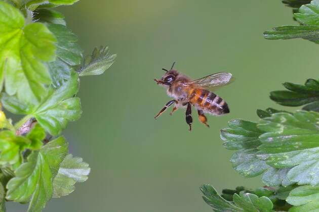 Honigbiene (Apis mellifera), im Flug, highspeed Naturfoto, zwischen Blätter der Stachelbeere (Ribes uva-crispa), Siegerland, Nordrhein-Westfalen, Deutschland, Europa Copyright: imageBROKER/FriedhelmxAdam ibxada08270517.jpg
