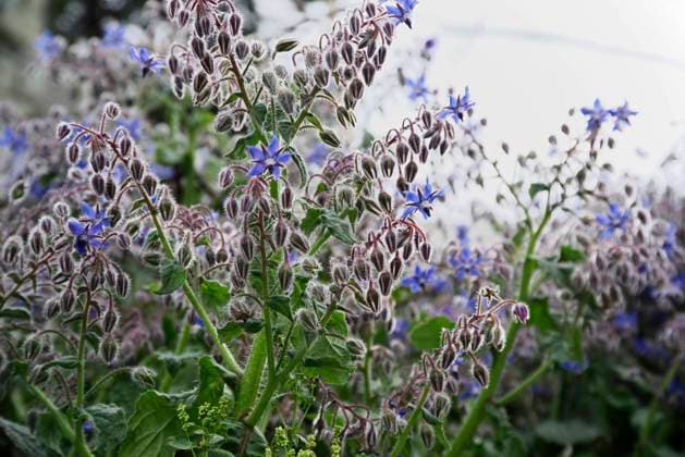 ITALY, Lazio, countryside, borage plant and flowers , 1202275.jpg, beautiful, beauty, bloom, blooming, blossom, blue, borage, borago, bristly, buds, close-up, closeup, color, colourful, countryside, decoration, detail, downy, drooping, edible, flora, flower, flowers, food, fresh, garden, grass, green, growth, hairy, healthy, herb, leaf, leaves, medicinal, medicine, mediterranean, nature, officinalis, organic, outdoor, plant, plants, purple, rural, season, seasonal, spring, summer, vegetation,