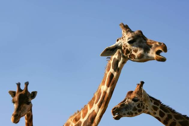 Creative Highlights World Three giraffe necks and heads over blue sunny sky , 1213871.jpg, three, family, africa, african, animal, background, big, blue, brown, camelopardalis, camouflage, concept, cute, ears, ecology, environment, eye, face, funny, giraffe, head, herbivore, high, long, mammal, mouth, natural, nature, neck, nose, park, pattern, portrait, relationship, safari, serenity, sky, spots, stand, standing, tall, together, tourism, tropical, wild, wilderness, wildlife,