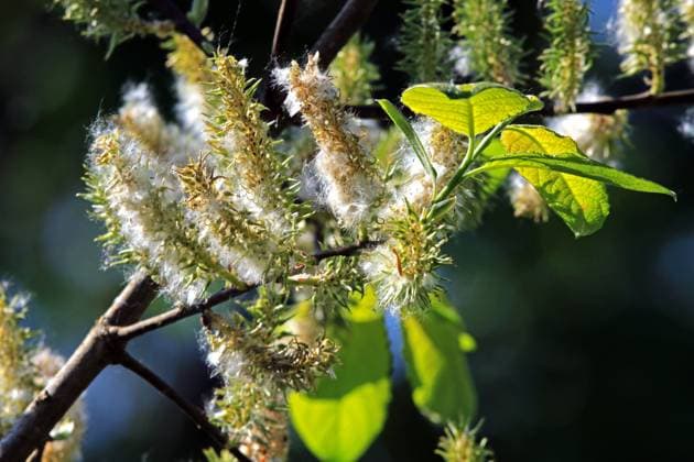 Pollenallergie durch Weiden Die Pollen der Salweide nach der Blütezeit *** Pollen allergy due to willow The pollen of the salt willow after flowering time.