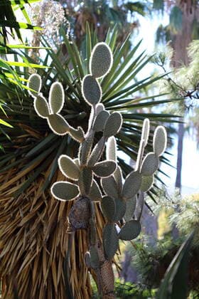 Creative Highlights World Photo of Beautiful Cactus in the Garden made in the late Summer time in Spain, 2013 , 4403545.jpg, beautiful, plant, nature, cactus, garden, flower, natural, green, desert, background, leaf, succulent, detail, grow, botany, cacti, pattern, beauty, sharp, tropical, flora, growth, dry, hot, decoration, spine, floral, botanical, summer, closeup, life, macro, round, shape, prickly, sand, exotic, close, red, thorn, earth, abstract, petals, blossom, texture, blooming, growing, healthy, living, color,