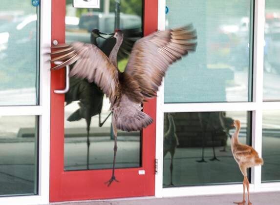 Entertainment Themen der Woche KW17 Entertainment Bilder des Tages Kraniche spiegeln sich im Fenster in Land O Lakes, Florida, USA April 29, 2022, Land O Lakes, Florida, USA: A sandhill crane pecks at its reflection in a door as a chick looks on Friday, April 29, 2022 in Land O Lakes. Land O Lakes USA - ZUMAs70_ 20220429_zan_s70_013 Copyright: xChrisxUrsox