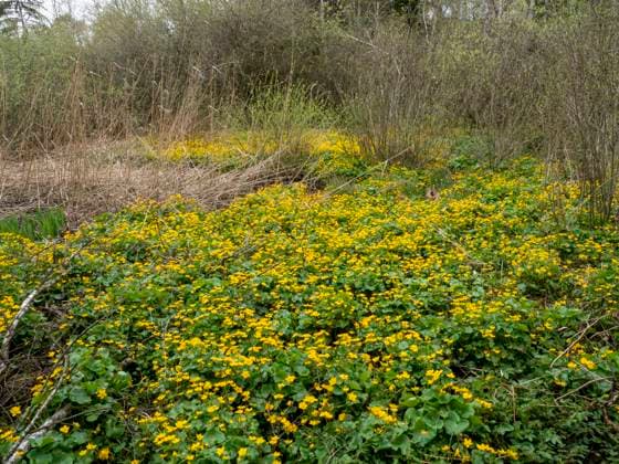 Sumpfdotterblumen im Naturschutzgebiet Hudelmoos Hagenwil Thurgau Schweiz *** Marsh marigolds in Hudelmoos nature reserve Hagenwil Thurgau Switzerland