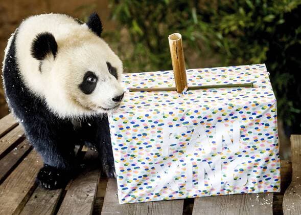 Entertainment Themen der Woche KW17 Entertainment Bilder des Tages 2022-05-01 10:58:37 RHENEN - Giant panda Fan Xing celebrates its second birthday in Ouwehands Zoo. The giant panda cub was born at the zoo two years ago. Last year the park was closed due to corona measures. This year, the park is celebrating its birthday with visitors before it leaves for China in the fall. KOEN VAN WEEL netherlands out - belgium out *** 2022 05 01 10 58 37 RHENEN Giant panda Fan Xing celebrates its second birthday in Ouwehands Zoo The giant panda cub was born at the zoo two years ago Last year the park was closed due to corona measures This year, the park is celebrating its birthday with visitors before it leaves for China in the fall KOEN VAN WEEL netherlands out belgium out  Copyright: xx x447867341x originalFilename: 447867341.jpg