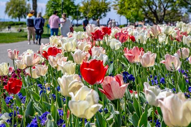 IMAGO Creative, Ostern, Bräuche, Osterspaziergang Spaziergänger gehen in der Gemeinde Langenargen ( Bodenseekreis ) auf der Promenade bei strahlendem Sonnenschein an blühenden Blumen vorbei. Langenargen ( Bodenseekreis ) *** Walkers pass blossoming flowers on the promenade in bright sunshine in the municipality of Langenargen Bodenseekreis Langenargen Lake Constance District