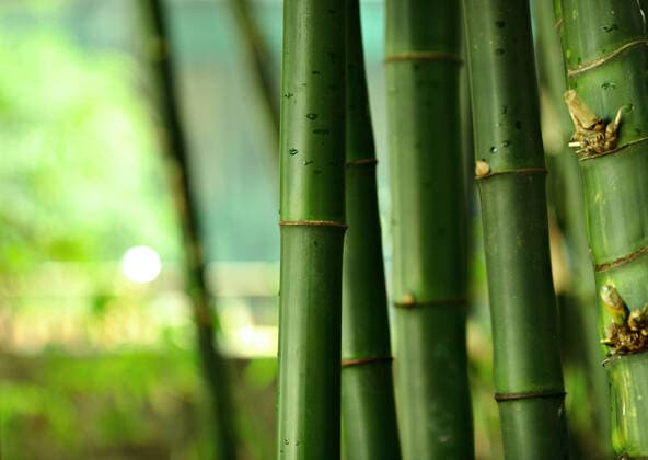 IMAGO Nature: Unsere Erde, Umweltverträgliche Herausforderungen des 21. Jahrhunderts, Regenwald bamboo , 1889853.jpg, asia, background, bamboo, beauty, botanical, branch, brown, china, chinese, closeup, color, culture, decoration, detail, east, environment, foliage, forest, freshness, garden, green, growth, japan, japanese, jungle, leaf, life, luck, lucky, lush, natural, nature, organic, oriental, outdoors, pattern, plant, scene, stalk, stem, stick, texture, tree, tropical, vibrant, white, wood, yellow, zen,