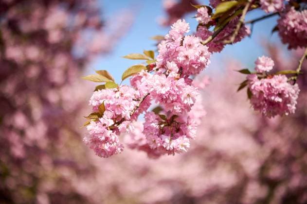 News Themen der Woche KW18 News Bilder des Tages Kirschblüten in der TV Asahi Kirschblütenallee in Teltow Kirschblüten in der TV Asahi Kirschblütenallee am 02.05.2022 in Teltow. Teltow Brandenburg Deutschland *** Cherry blossoms in the TV Asahi cherry blossom avenue in Teltow Cherry blossoms in the TV Asahi cherry blossom avenue on 02 05 2022 in Teltow Teltow Brandenburg Germany