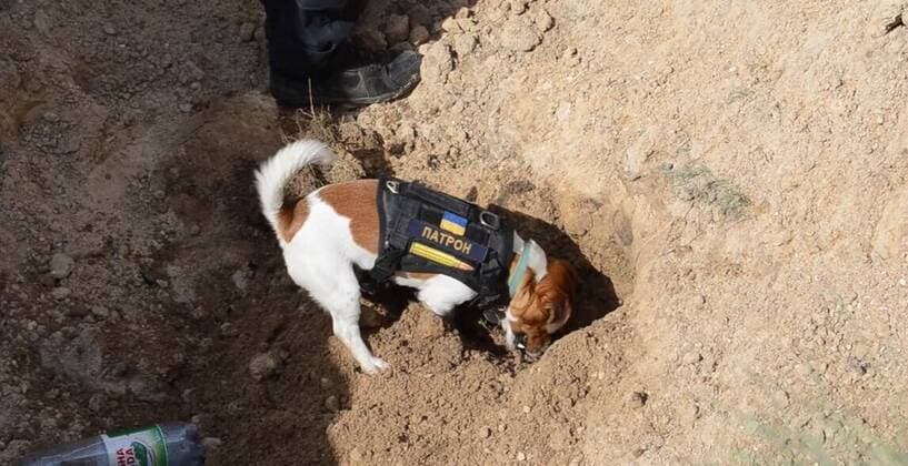 VIDEO AVAILABLE: CONTACT INFO@COVERMG.COM This video shows Ukraine?s heroic hound, Patron, back in action with Chernihiv?s bomb and mine disposal squad, shortly after a visit to a children?s hospital in Kyiv. On Saturday (30April2022), Patron?s pyrotechnician team from the State Emergency Service destroyed 262 explosive devices. The canine bomb disposal expert has become something of an internet star and mascot to Ukrainian pyrotechnicians and is rewarded for his work with his favourite food - cheese. Where: Chernihiv, Ukraine When: 01 May 2022 Credit: State Emergency Service of Ukraine Cover Images **EDITORIAL USE ONLY. MATERIALS ONLY TO BE USED IN CONJUNCTION WITH EDITORIAL STORY. THE USE OF THESE MATERIALS FOR ADVERTISING, M Copyright: xx 51484827 EDITORIAL USE ONLY. NOT FOR USE BY NEWSPAPERS BASED IN THE UK.
