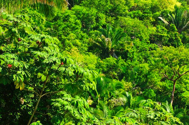 IMAGO Nature: Unsere Erde, Umweltverträgliche Herausforderungen des 21. Jahrhunderts, Regenwald Background of lush tropical jungle at Pacific coast of Mexico , 2291261.jpg, jungle, tropical, forest, trees, green, background, canopy, branches, leaves, tropics, nature, mexico, pacific, mexican, dense, vegetation, lush, palms, fronds, sunny, plants, rainforest, outside, outdoors, trunks, sunshine, ferns, sunlight, fern, frond, trunk, tall, top, tops, life, large, plant, tree, environment, ecology, exotic, foliage, branch, growth, outdoor, wild, palm, greenery, vivid, bright,