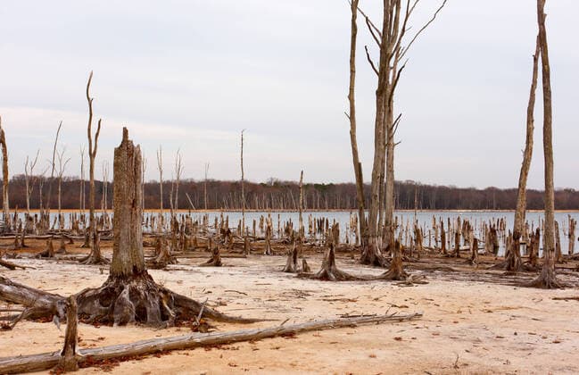 IMAGO Nature: Unsere Erde, Klimawandel, Dürren Dead Trees in the forest around a lake with low water levels , 2545385.jpg, branch, branches, catastrophe, catastrophes, change, climate, dead, decayed, decaying, deforestation, destruction, drought, droughts, dry, dying, ecological, ecology, environment, environmental, eroded, forest, forests, issue, issues, lake, lakes, land, landscape, landscapes, natural, nature, plant, reservoir, reservoirs, rural, sand, sandy, shoreline, stump, stumps, threat, threats, tree, trees, trunk, trunks, water, wilderness, wood, woods,